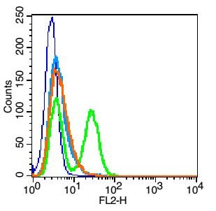 Anti-FSHR Polyclonal Antibody