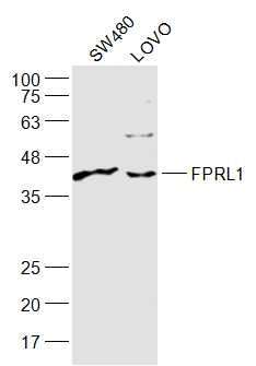 Anti-FPRL1 Polyclonal Antibody 2