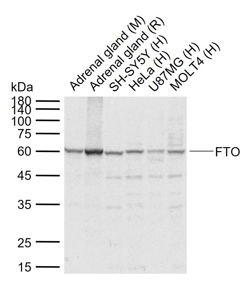 Anti-FTO Polyclonal Antibody