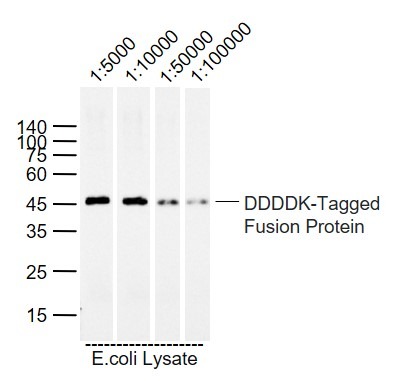 Anti-Flag Tag Antibody (2H702)
