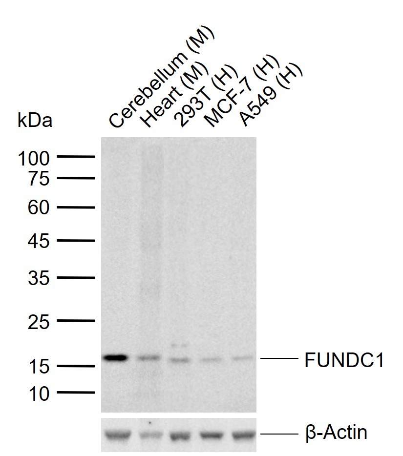 Anti-FUNDC1 Polyclonal Antibody