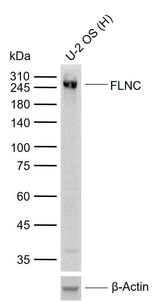 Anti-FLNC Polyclonal Antibody
