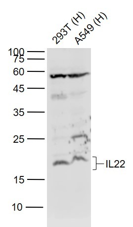 Anti-IL-22 Polyclonal Antibody