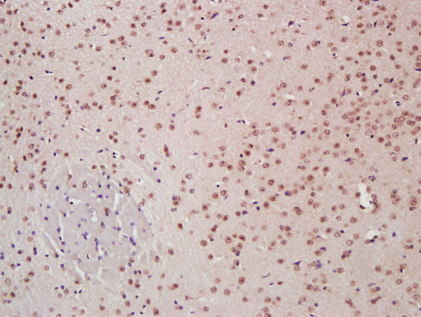 Anti-JUN Polyclonal Antibody