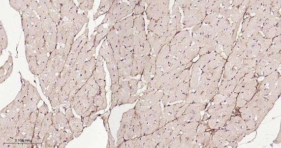Anti-ITGA7 Polyclonal Antibody