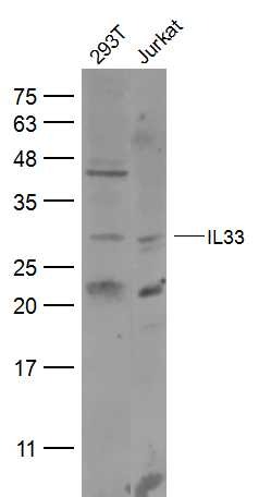 Anti-IL-33 Polyclonal Antibody