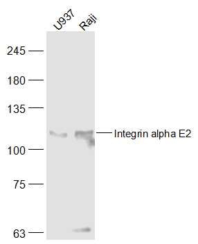 Anti-ITGAE Polyclonal Antibody