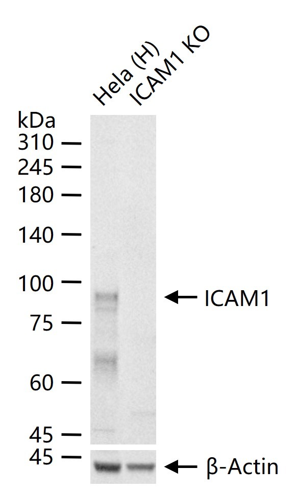 Anti-ICAM-1/CD54 Polyclonal Antibody