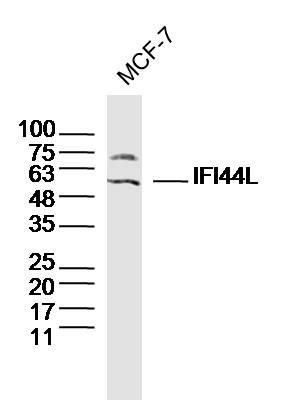 Anti-IFI44L Polyclonal Antibody