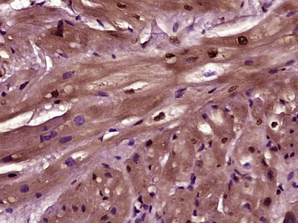 Anti-IL-33 Polyclonal Antibody