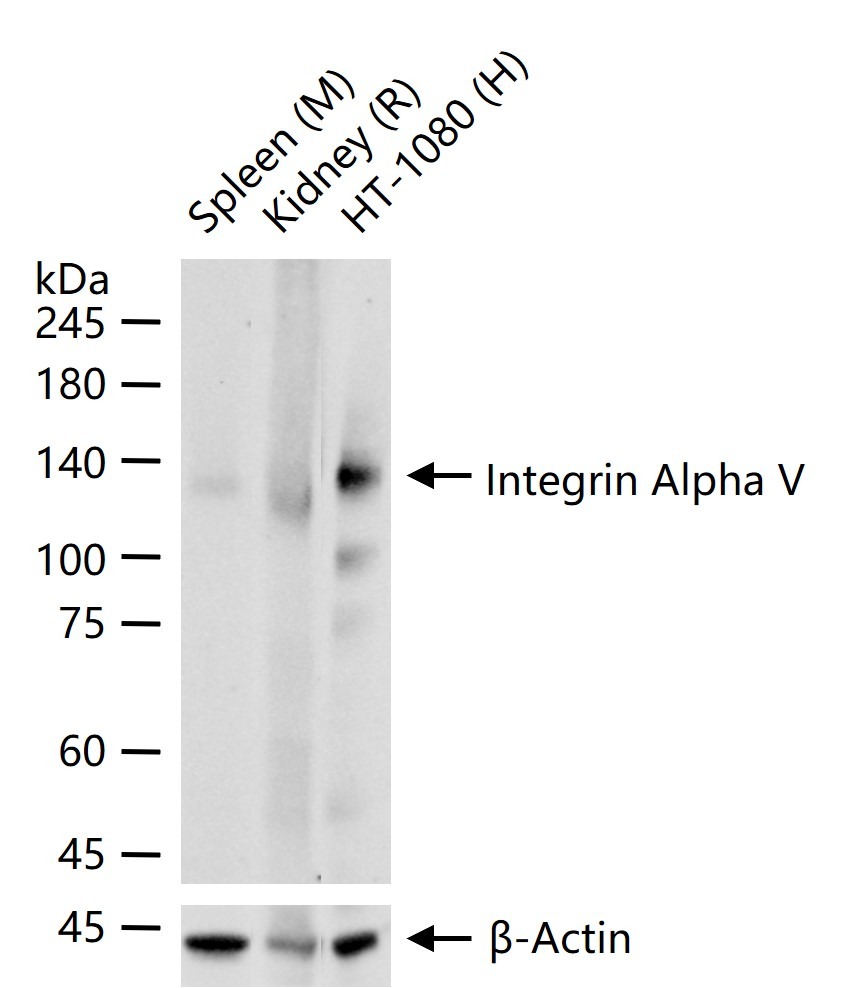 Anti-ITGAV Polyclonal Antibody