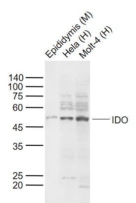 Anti-IDO1 Polyclonal Antibody