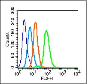 Anti-JUN Polyclonal Antibody