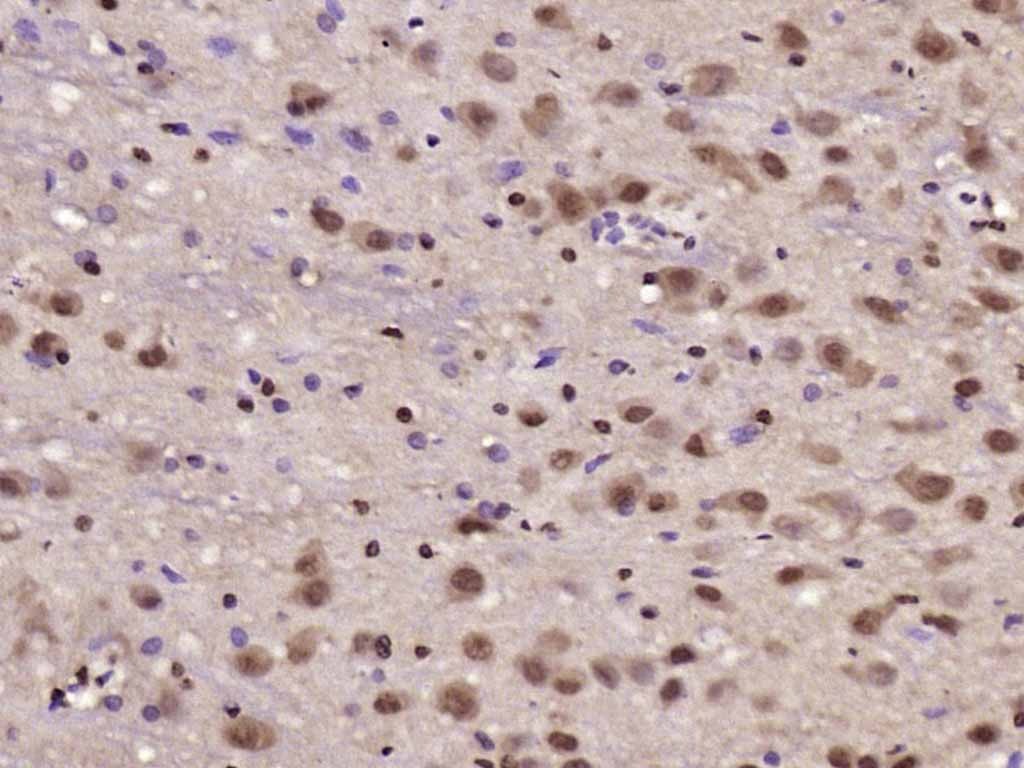 Anti-JNK1/2/3 Polyclonal Antibody