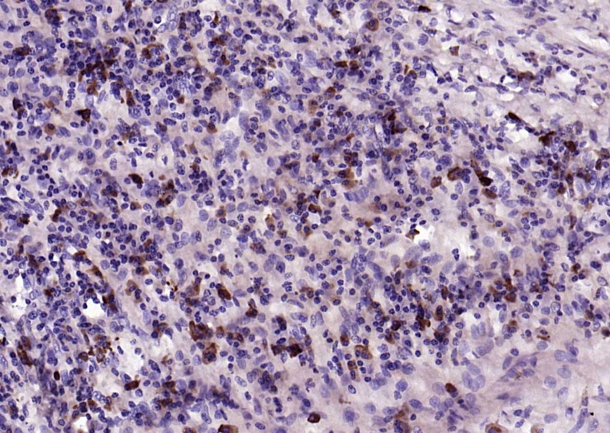Anti-IL-2 Polyclonal Antibody