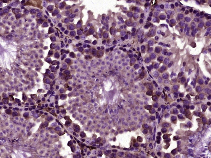 Anti-ISLR Polyclonal Antibody