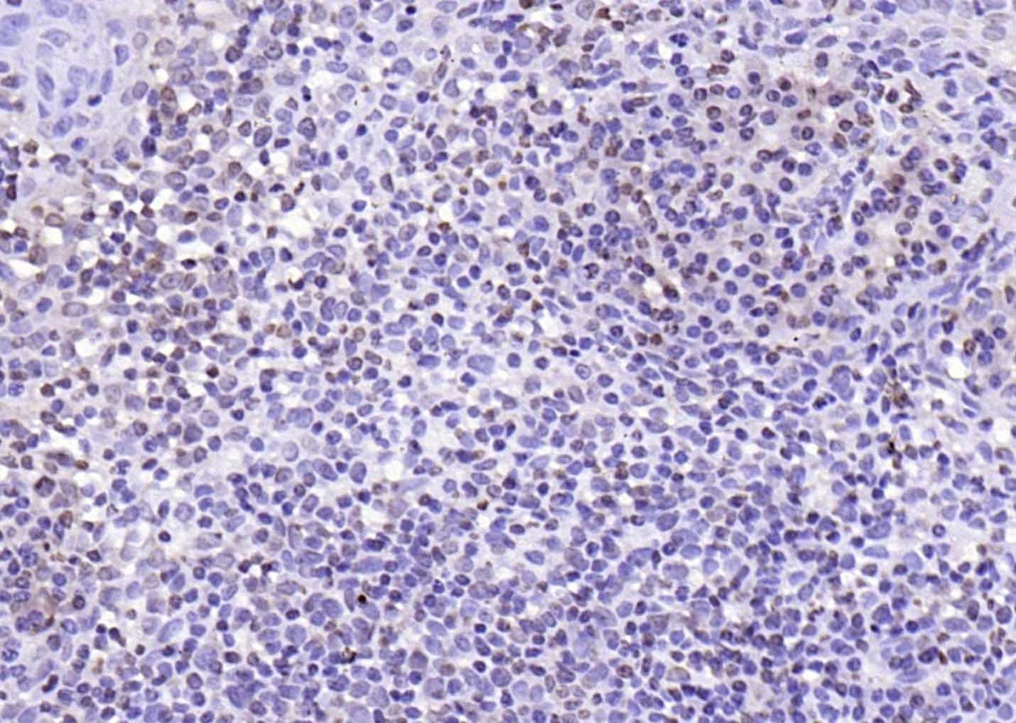 Anti-IL-33 Polyclonal Antibody
