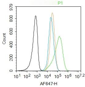 Anti-JNK1/2/3 Polyclonal Antibody