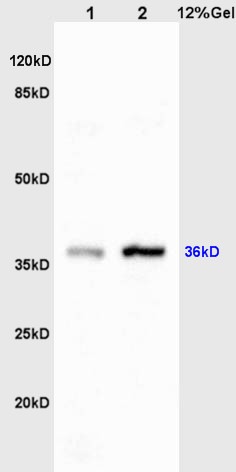 Anti-JUN Polyclonal Antibody