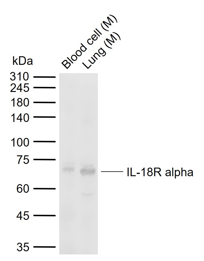 Anti-IL-18R alpha Polyclonal Antibody