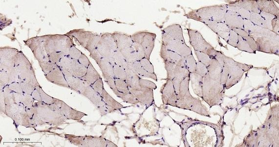Anti-ITGA7 Polyclonal Antibody