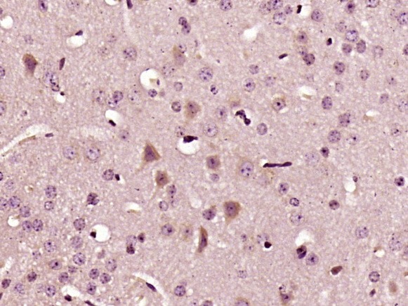 Anti-IL-22 Polyclonal Antibody