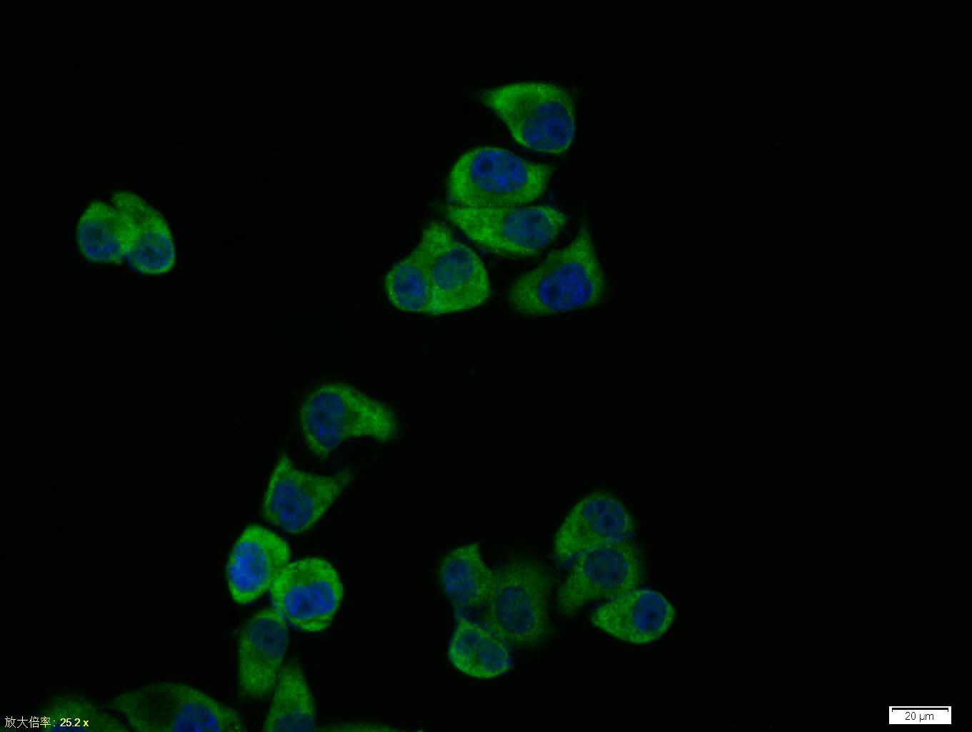 Anti-JNK1/2/3 Polyclonal Antibody