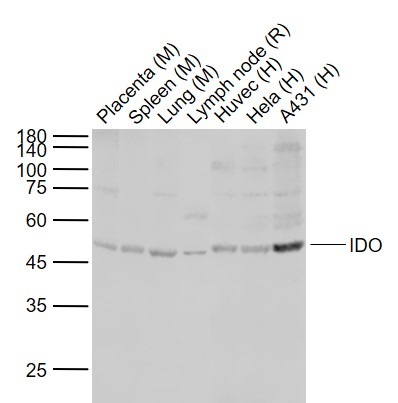 Anti-IDO1 Polyclonal Antibody 2