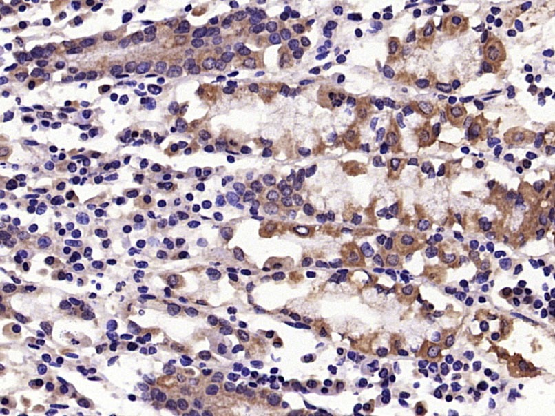 Anti-IL-33 Polyclonal Antibody