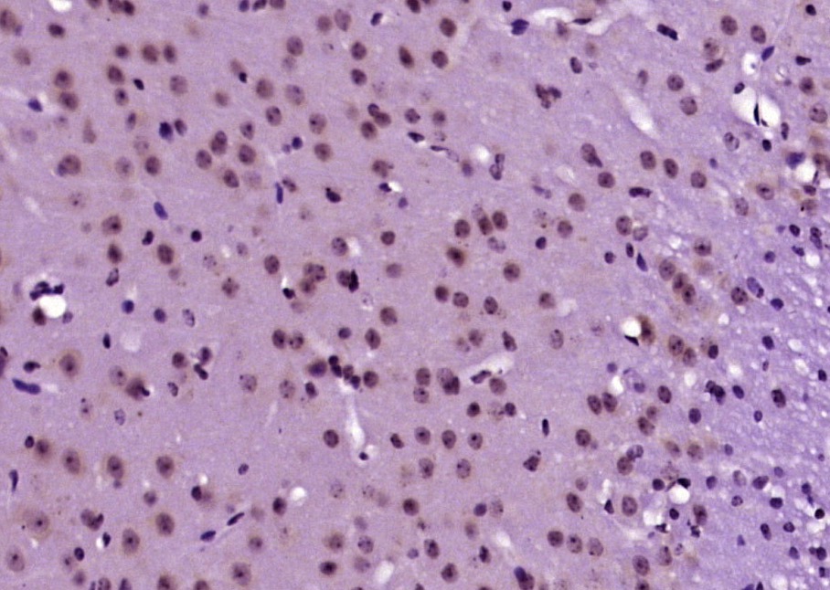Anti-JNK1/2 Polyclonal Antibody