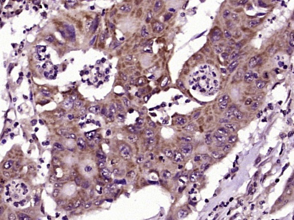 Anti-IL-1R1 Polyclonal Antibody