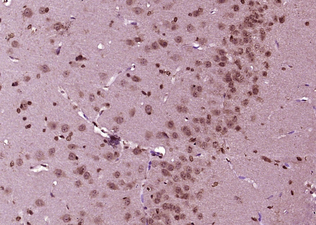 Anti-KIBRA Polyclonal Antibody