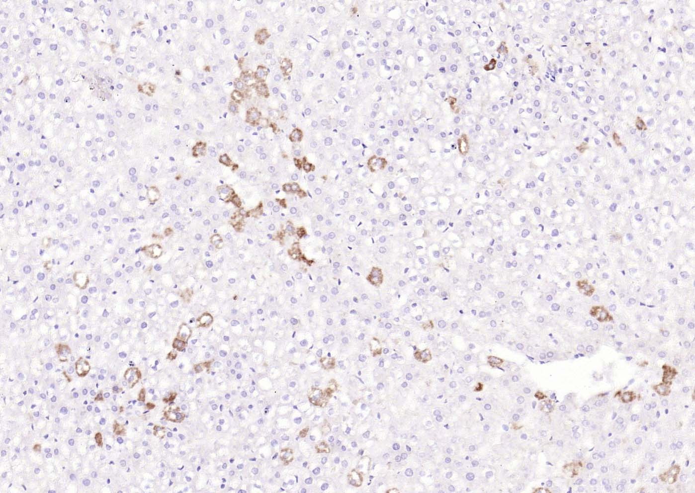 Anti-IL-5 Polyclonal Antibody