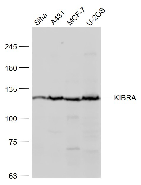 Anti-KIBRA Polyclonal Antibody