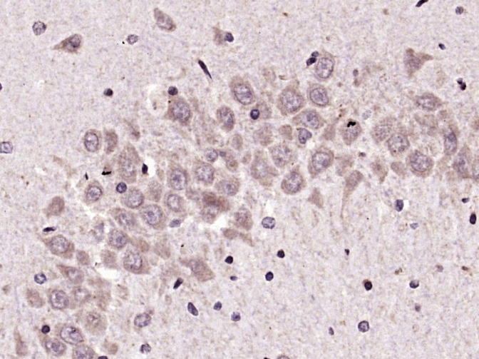 Anti-KEAP1 Polyclonal Antibody