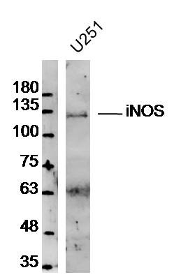 Anti-iNOS Polyclonal Antibody