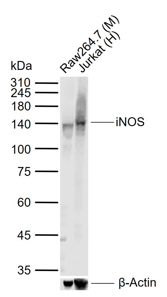 Anti-iNOS Polyclonal Antibody