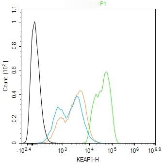 Anti-KEAP1 Polyclonal Antibody 2