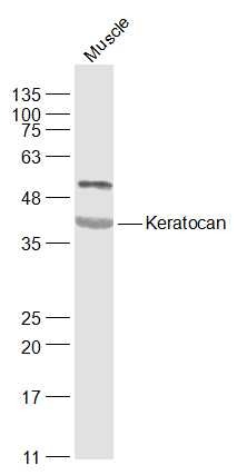 Anti-Keratocan Polyclonal Antibody