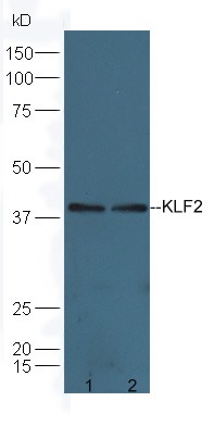 Anti-KLF2 Polyclonal Antibody