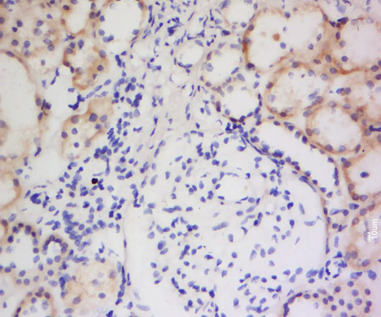 Anti-iNOS Polyclonal Antibody