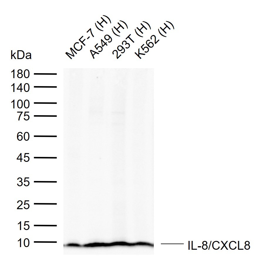 Anti-IL-8/CXCL8 Polyclonal Antibody