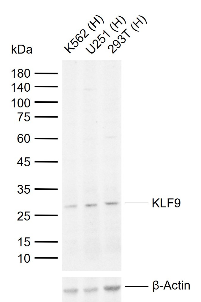 Anti-KLF9 Polyclonal Antibody