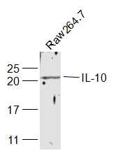Anti-IL-10 Polyclonal Antibody 2
