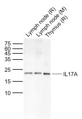 Anti-IL-17A Polyclonal Antibody
