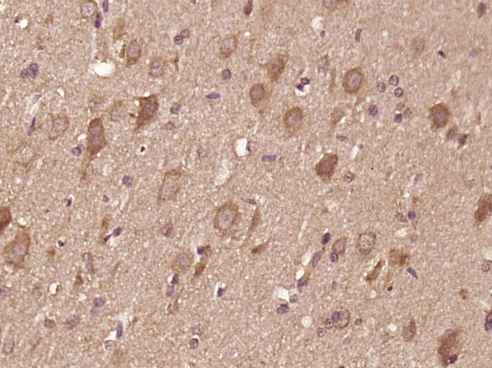 Anti-IL-12A Polyclonal Antibody