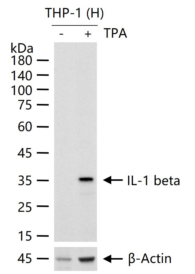 Anti-IL-1 beta Antibody (1F906)
