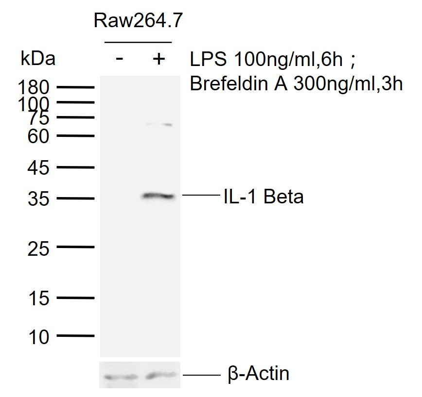 Anti-IL-1 beta Polyclonal Antibody