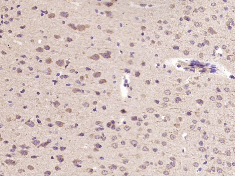 Anti-IL-11 Polyclonal Antibody