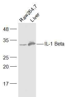 Anti-IL-1 beta Polyclonal Antibody 3